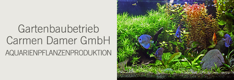 Gartenbaubetrieb Carmen Damer GmbH - Aquarienpflanzenproduktion